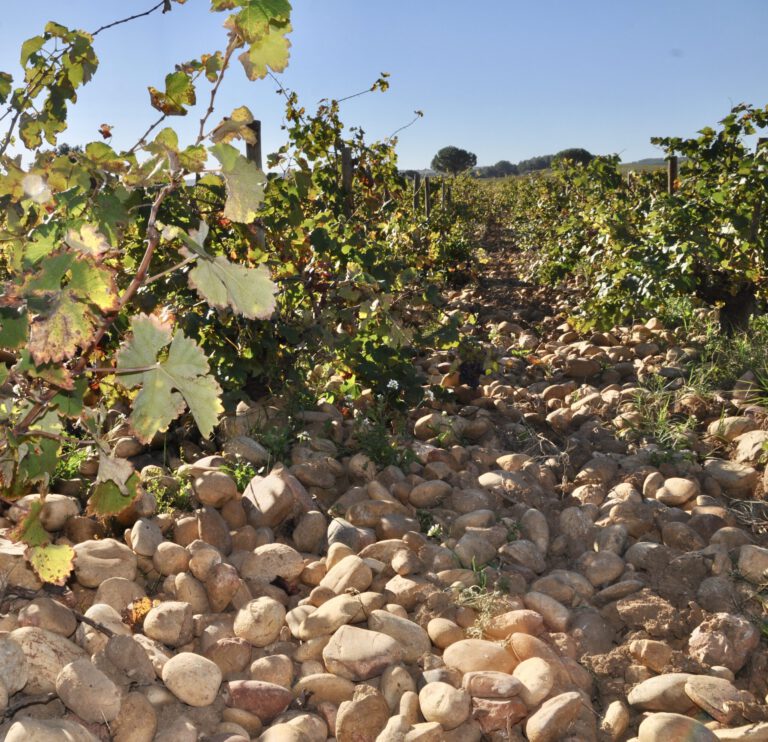 Mood photo for Become a wine professional