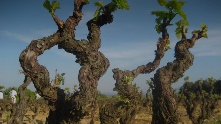 Mood photo for Word een wijnkenner