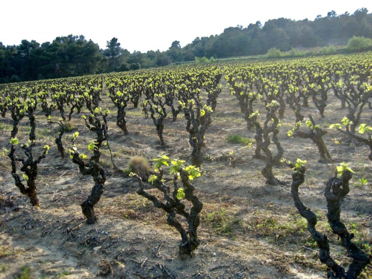 Mood photo for Basis wijncursus